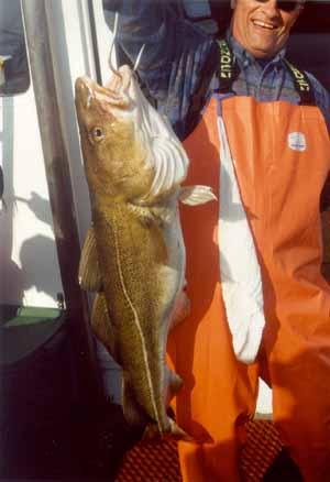 cod caught aboard Big Fish Charters