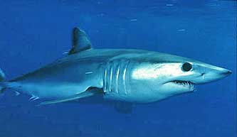 Mako shark in nature