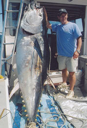 giant tuna catch