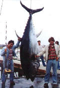Tuna Fishing on the Stellwagen Bank