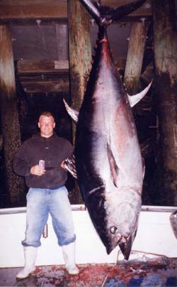 giant tuna