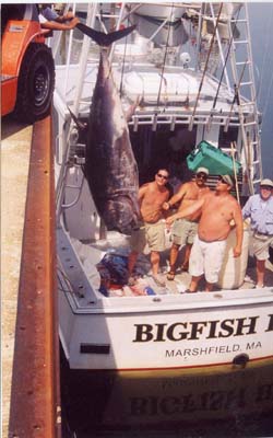 lifting tuna to the docks