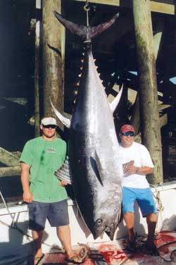 giant tuna