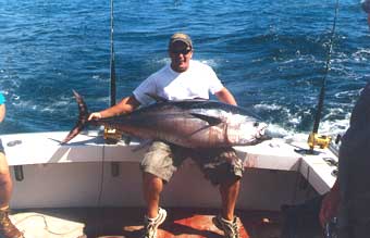 large tuna