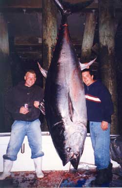 giant tuna fishing