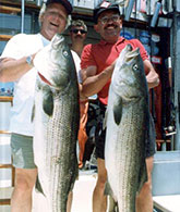 Bass Fishing of Cape Cod