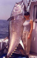 Giant tuna