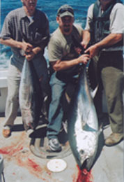fresh tuna catch
