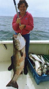 striped bass caught off Cape Cod