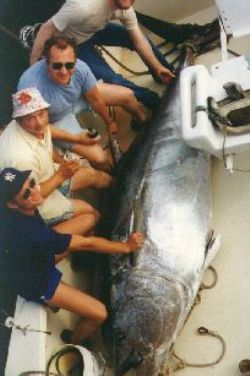 tuna fishing catch